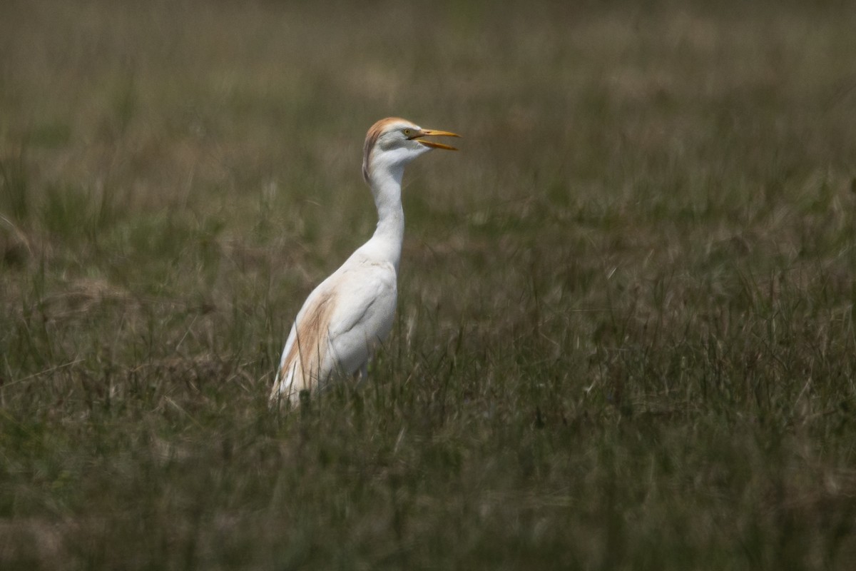 Garcilla Bueyera Occidental - ML646748011