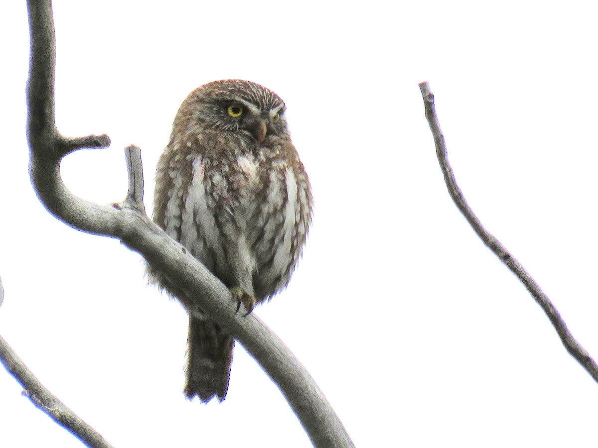 Austral Pygmy-Owl - ML646748012