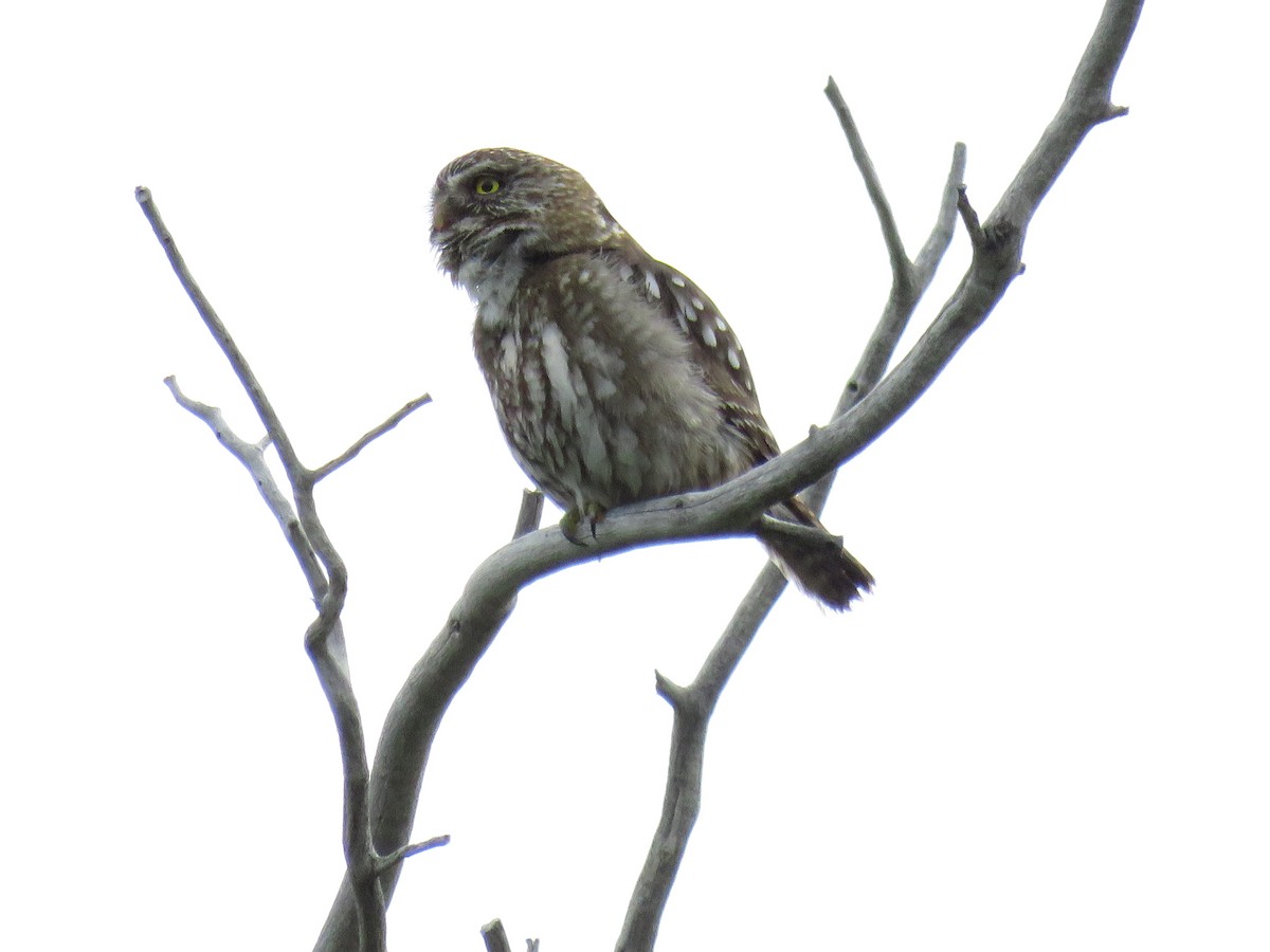 Austral Pygmy-Owl - ML646748013