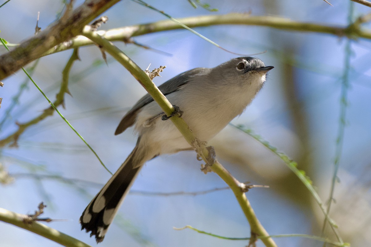 Black-tailed Gnatcatcher - ML646748020