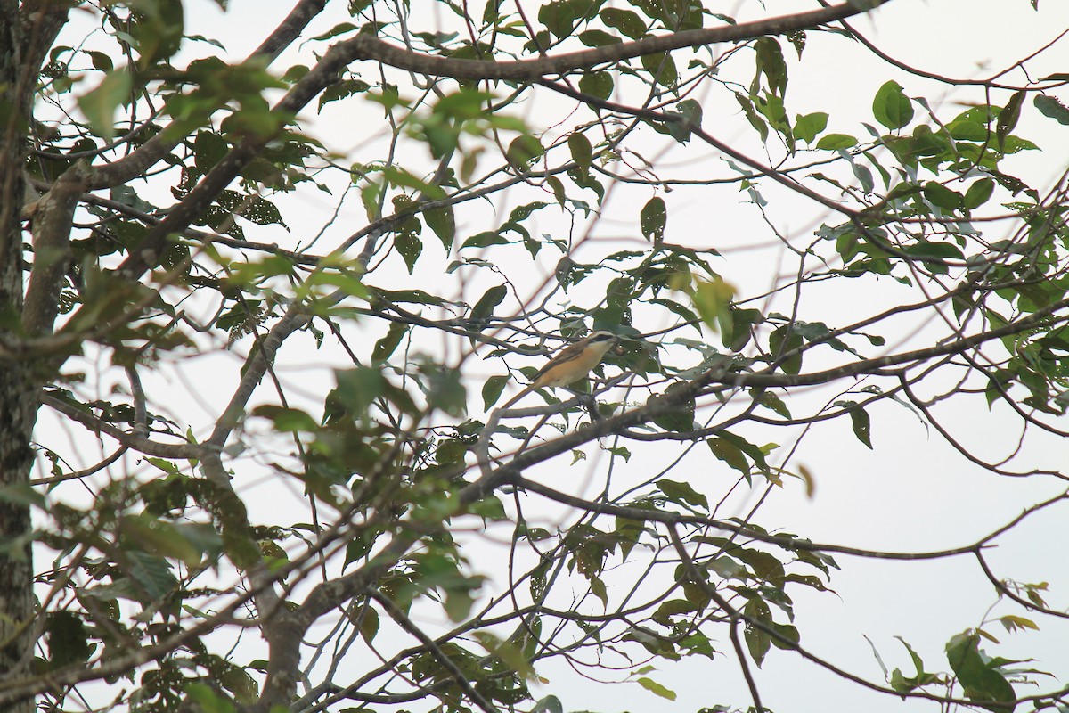 חנקן חום - ML646748022