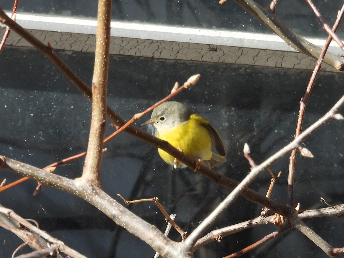 bjørkeparula - ML646748023