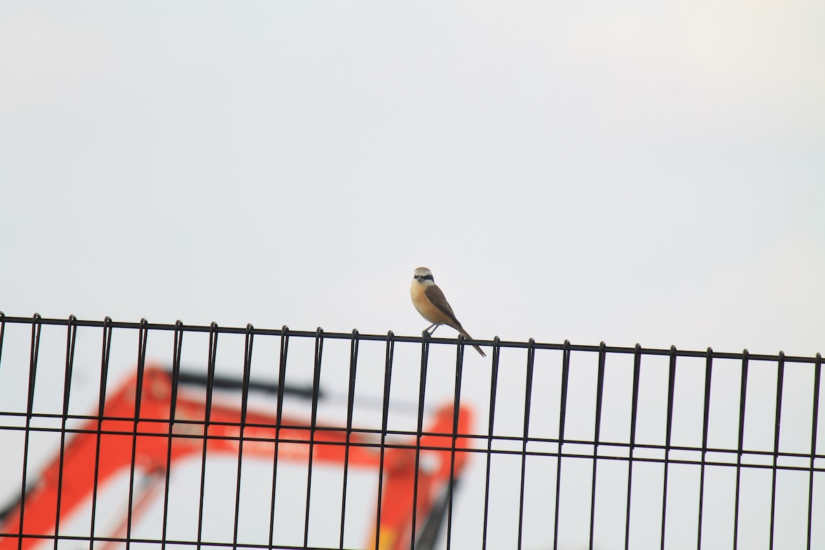 紅尾伯勞 - ML646748024