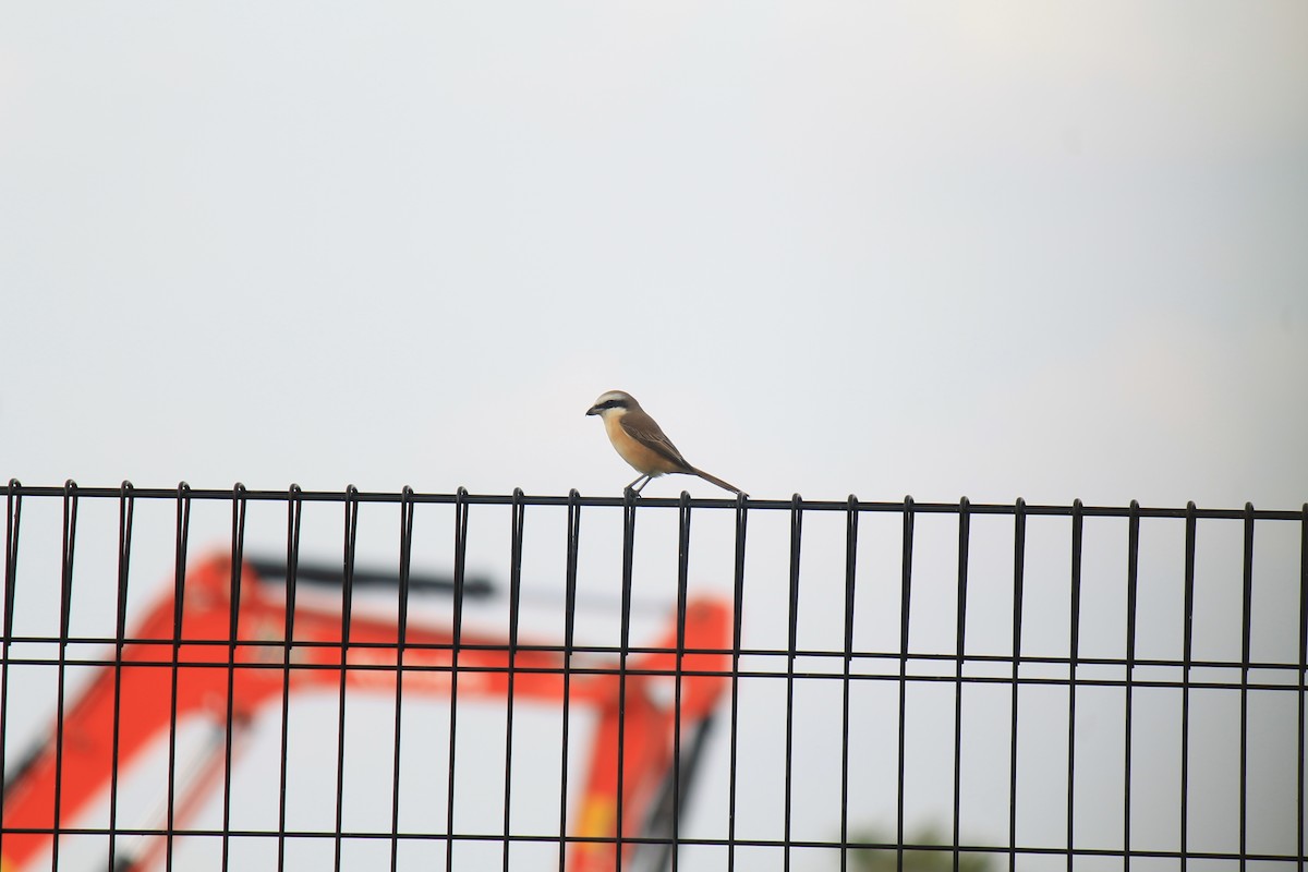 חנקן חום - ML646748029