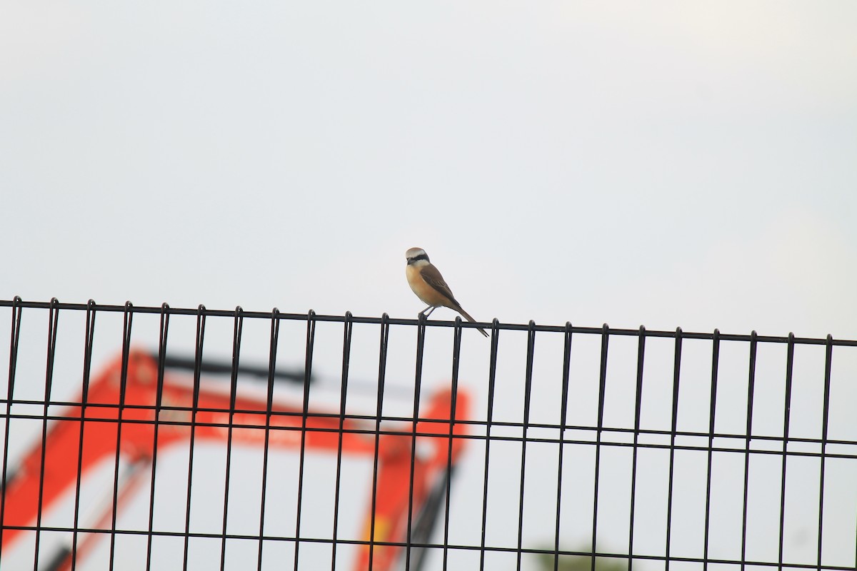 חנקן חום - ML646748032