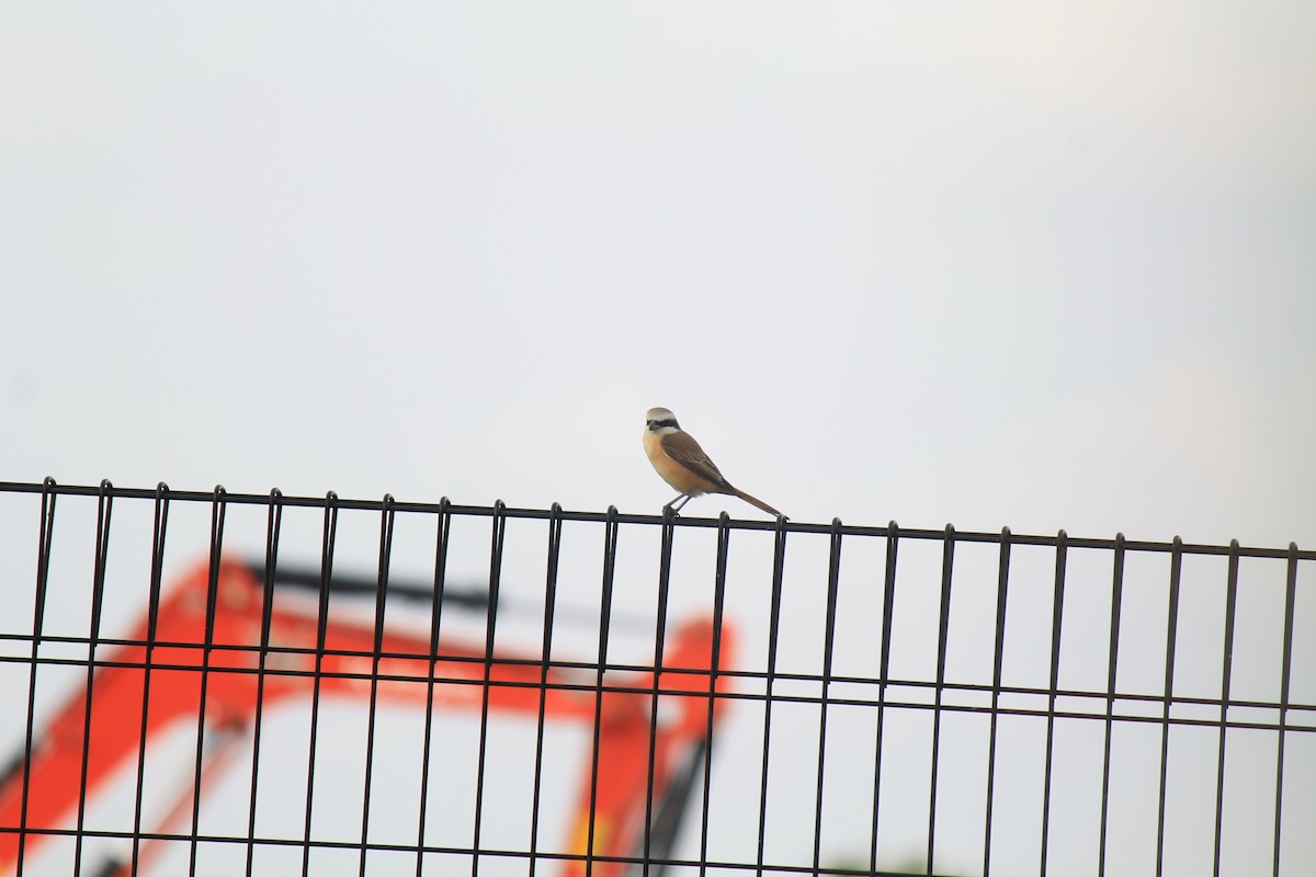 חנקן חום - ML646748034