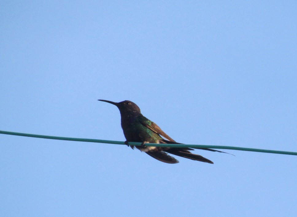 Swallow-tailed Hummingbird - ML646748035
