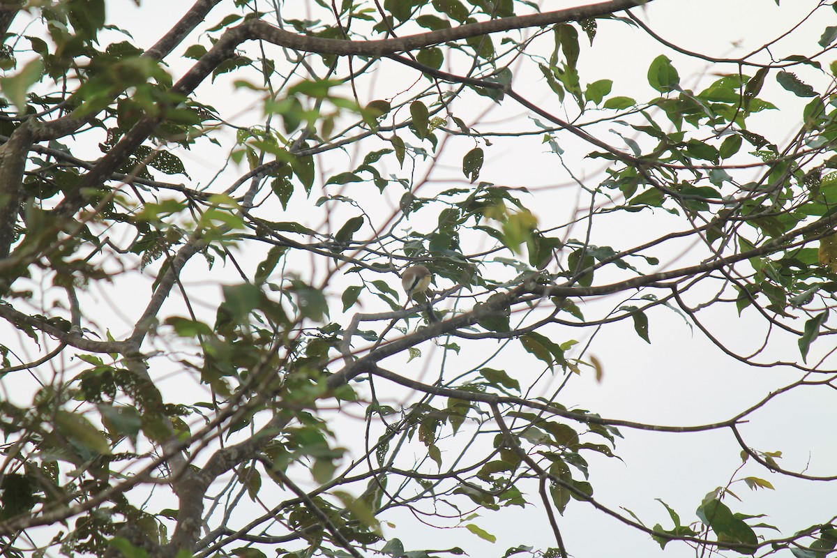 חנקן חום - ML646748036