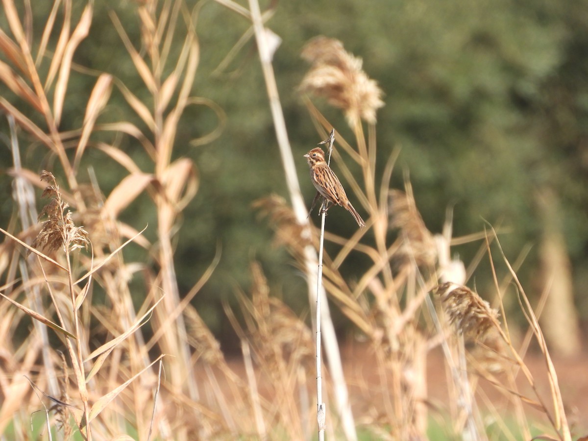 גיבתון סוף - ML646748039