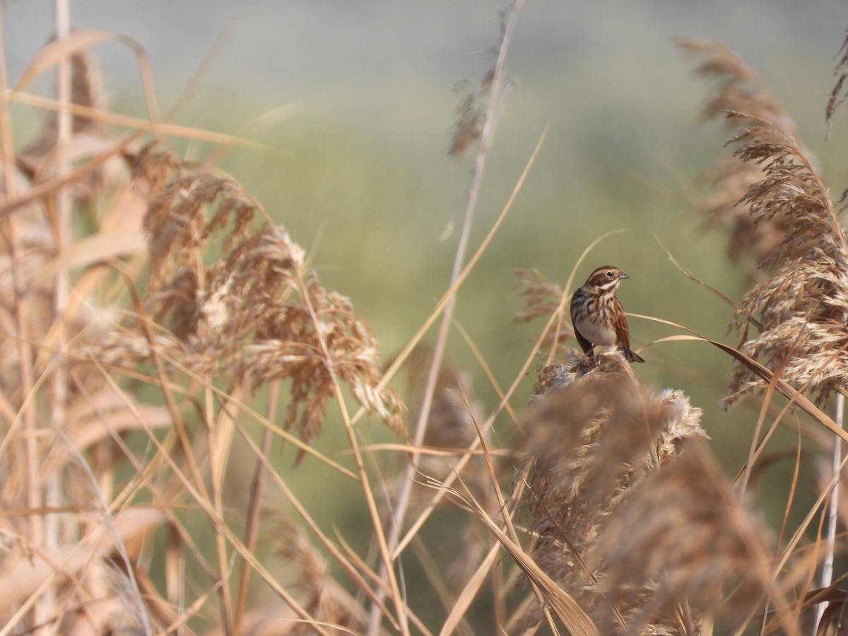 גיבתון סוף - ML646748040