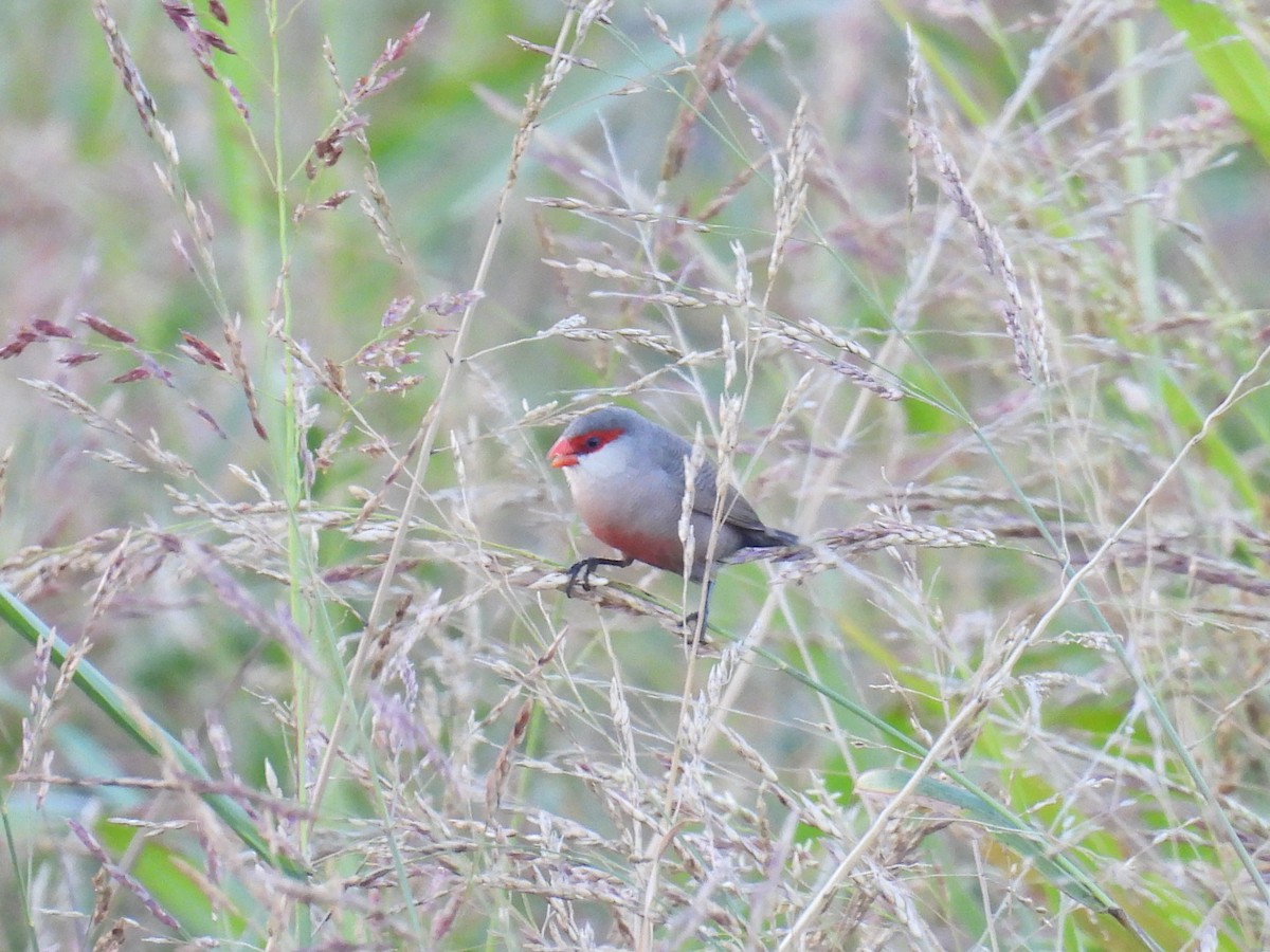 פרושית אדומת-משקפיים - ML646748041