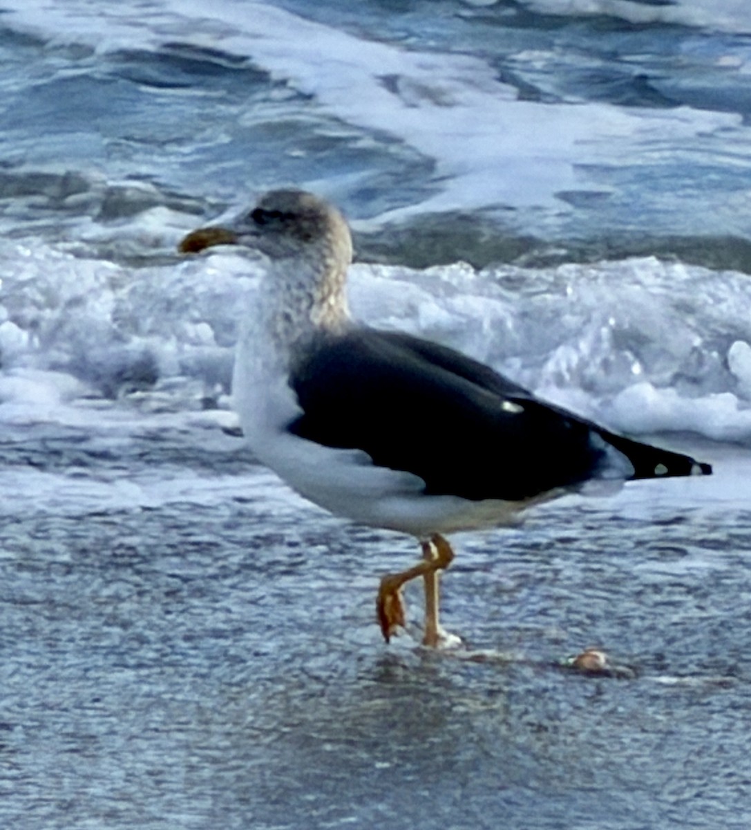 Heringsmöwe - ML646748042