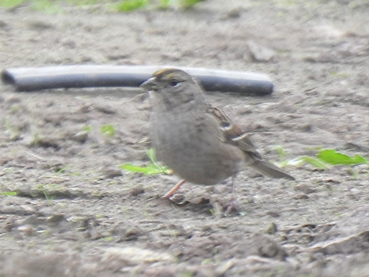 Golden-crowned Sparrow - ML646748044