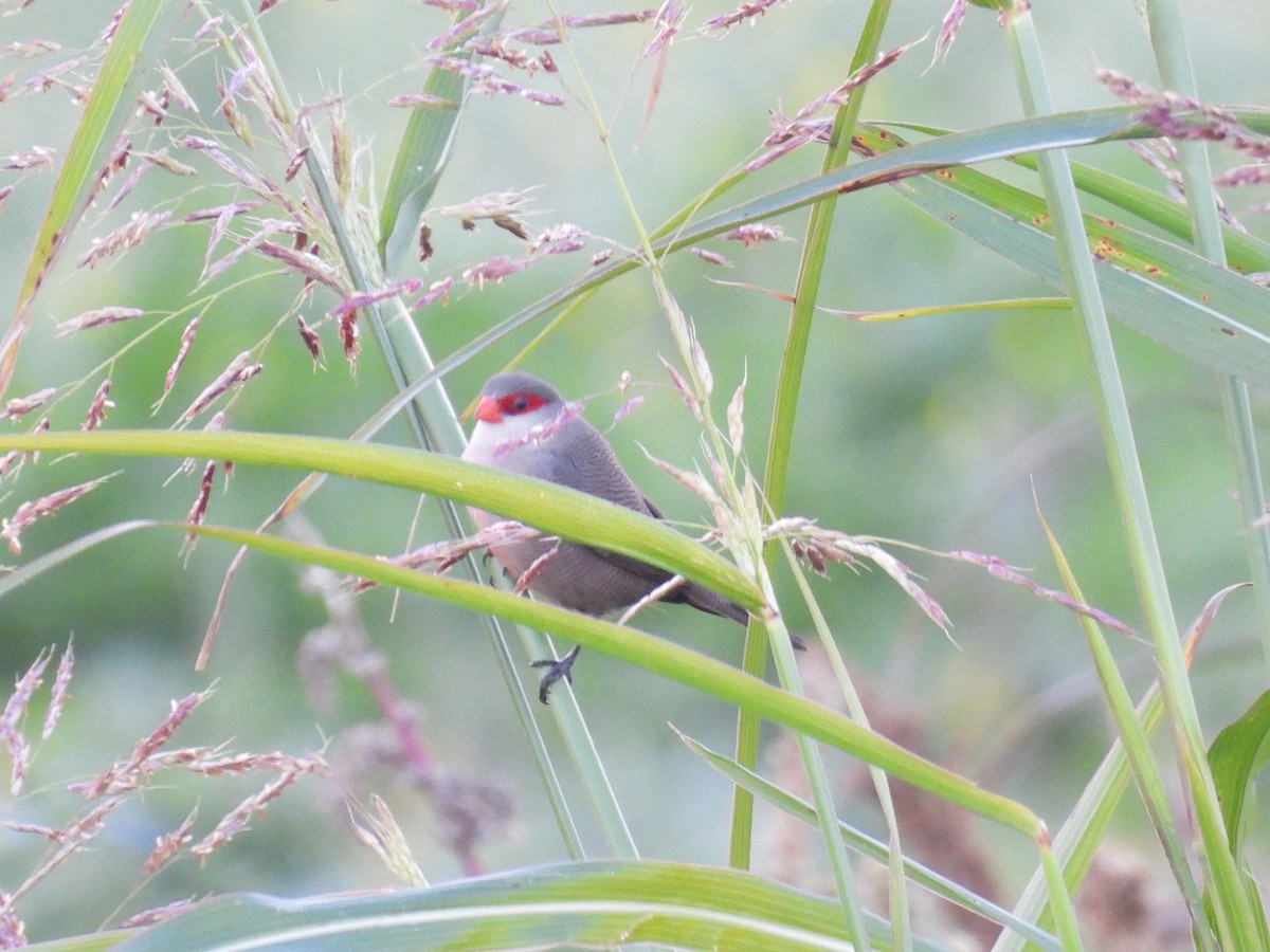 פרושית אדומת-משקפיים - ML646748045