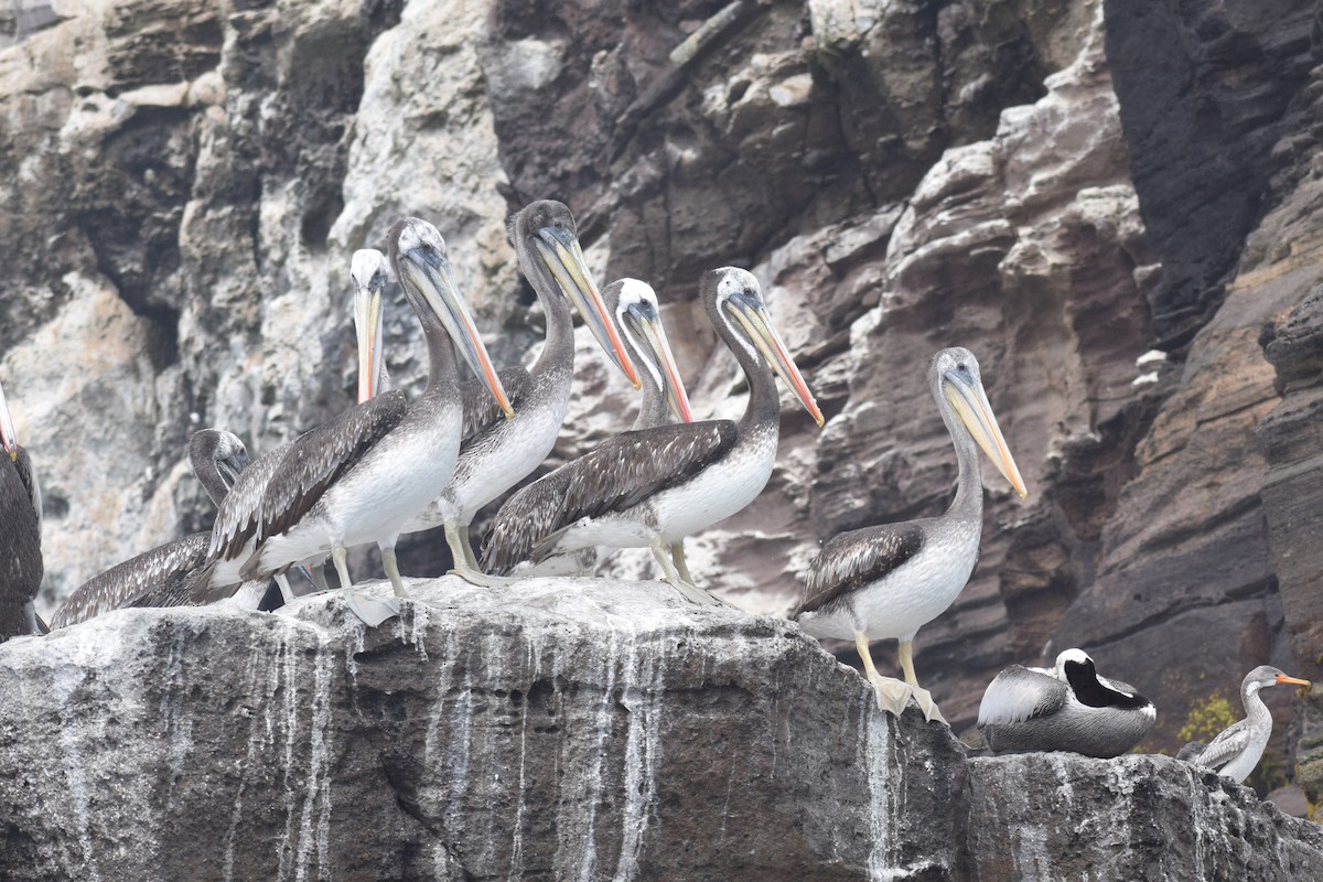 Peruvian Pelican - ML646748046