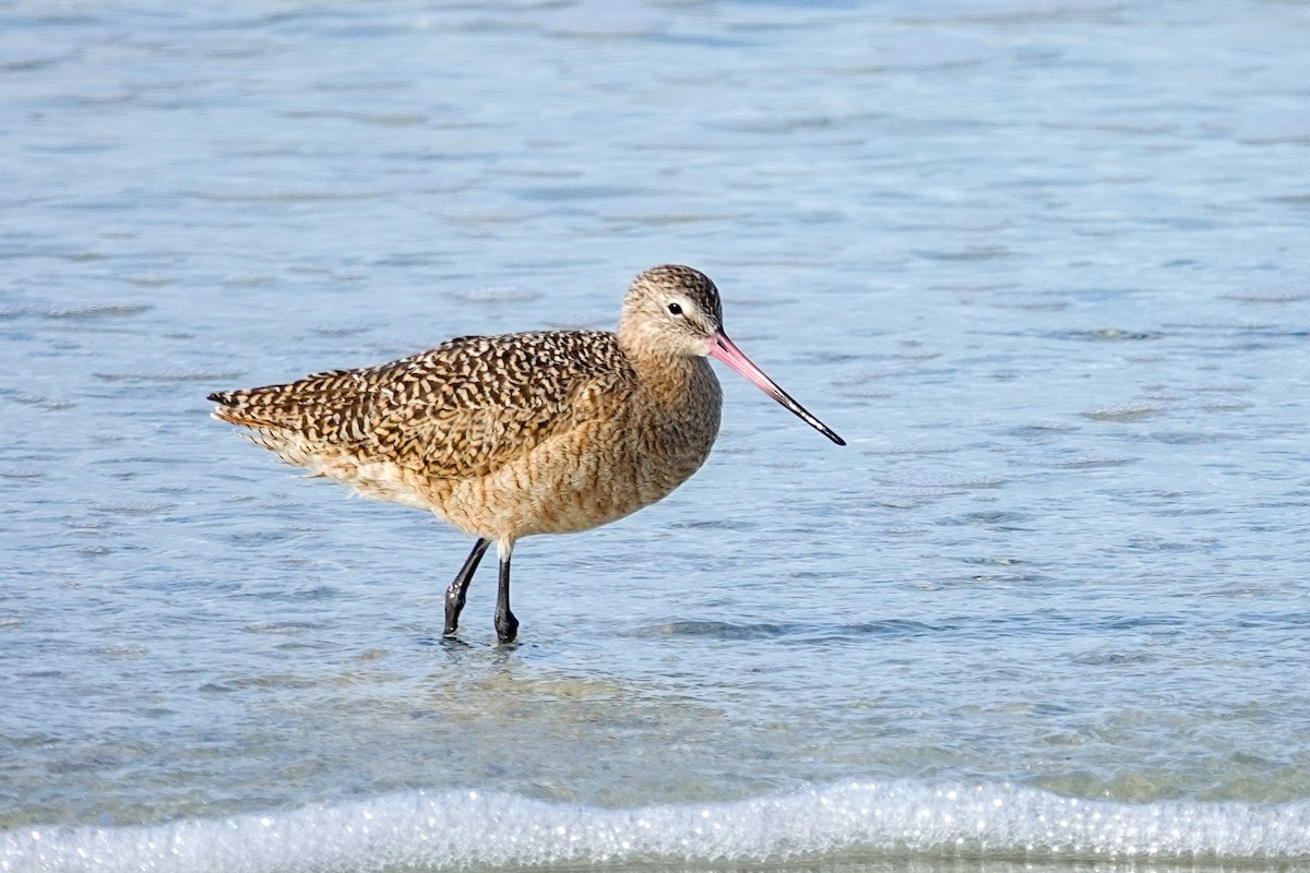Marbled Godwit - ML646748047