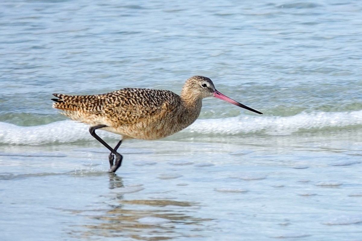 Marbled Godwit - ML646748048