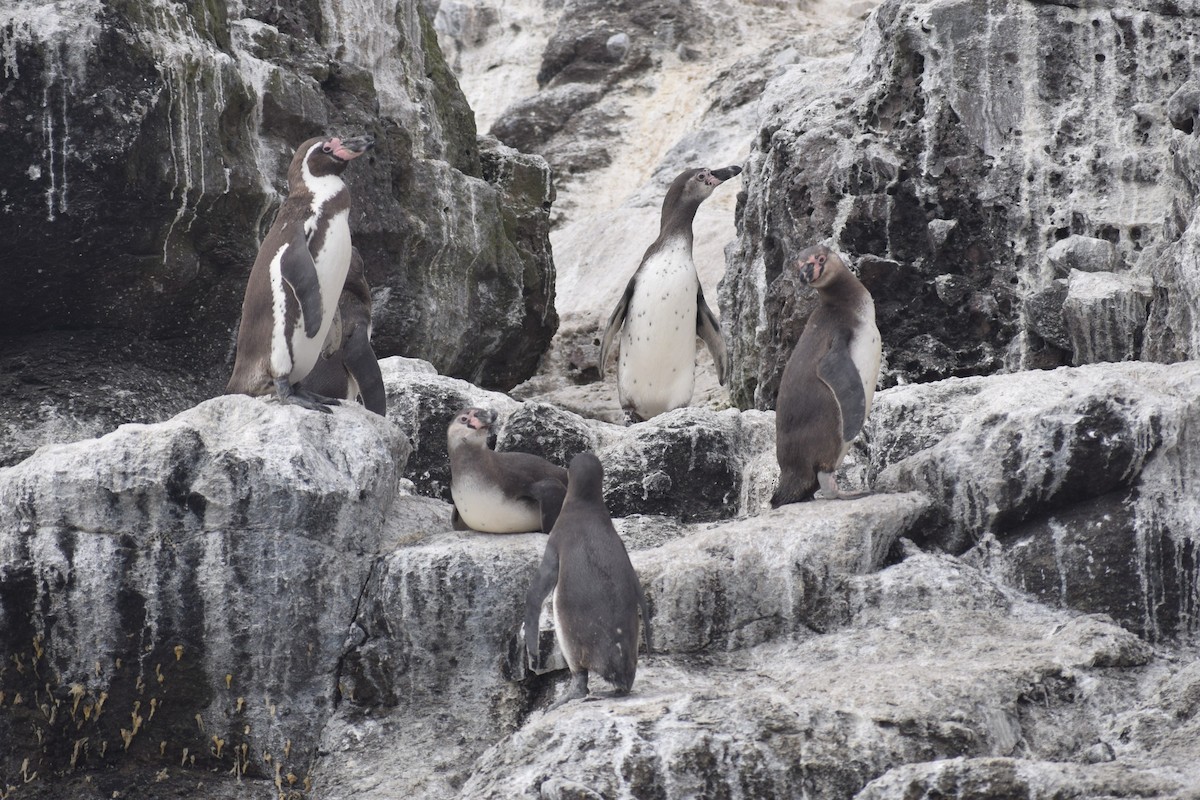 Humboldt Penguin - ML646748049