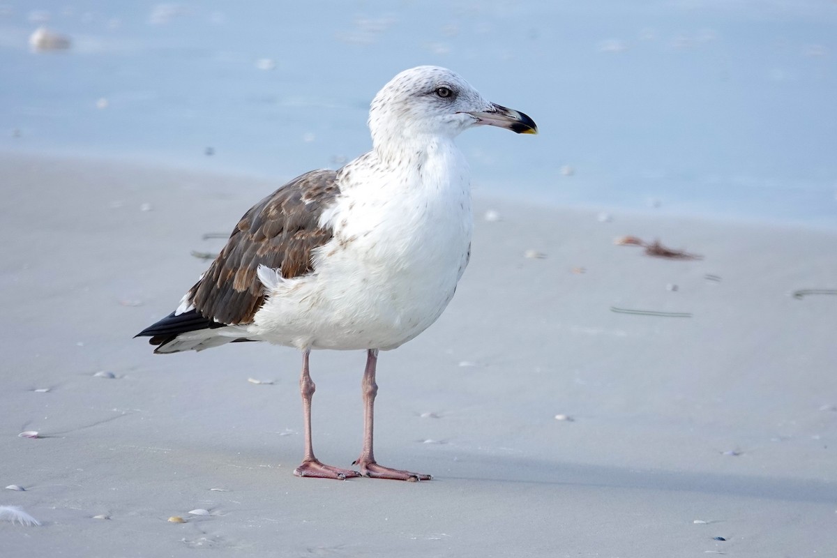 Lesser Black-backed Gull - ML646748050