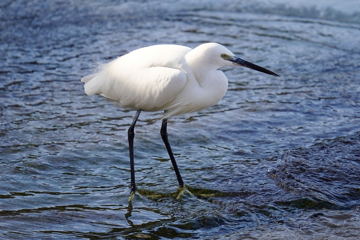 volavka stříbřitá - ML646748053