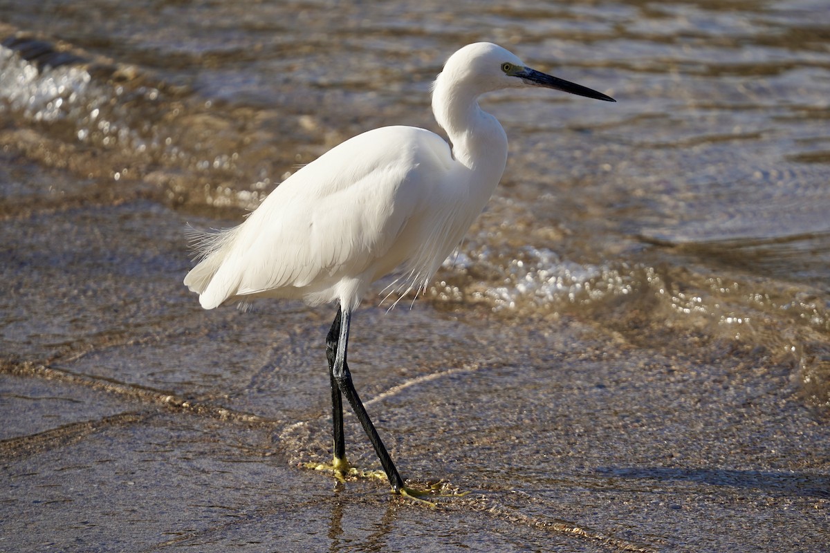 volavka stříbřitá - ML646748054