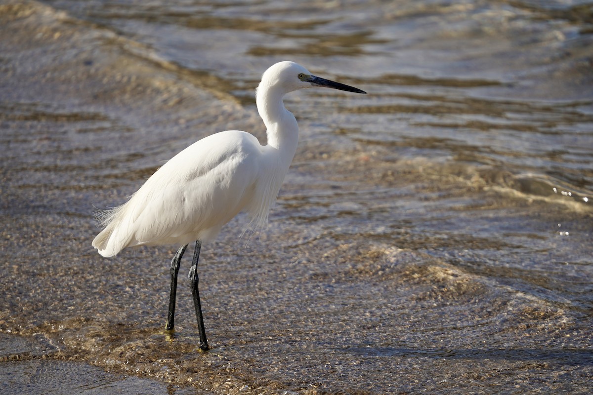 volavka stříbřitá - ML646748055