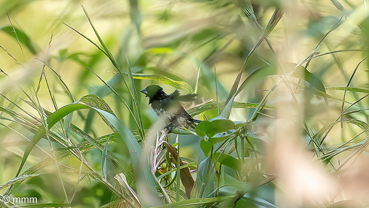 クロシチホウ - ML646748056