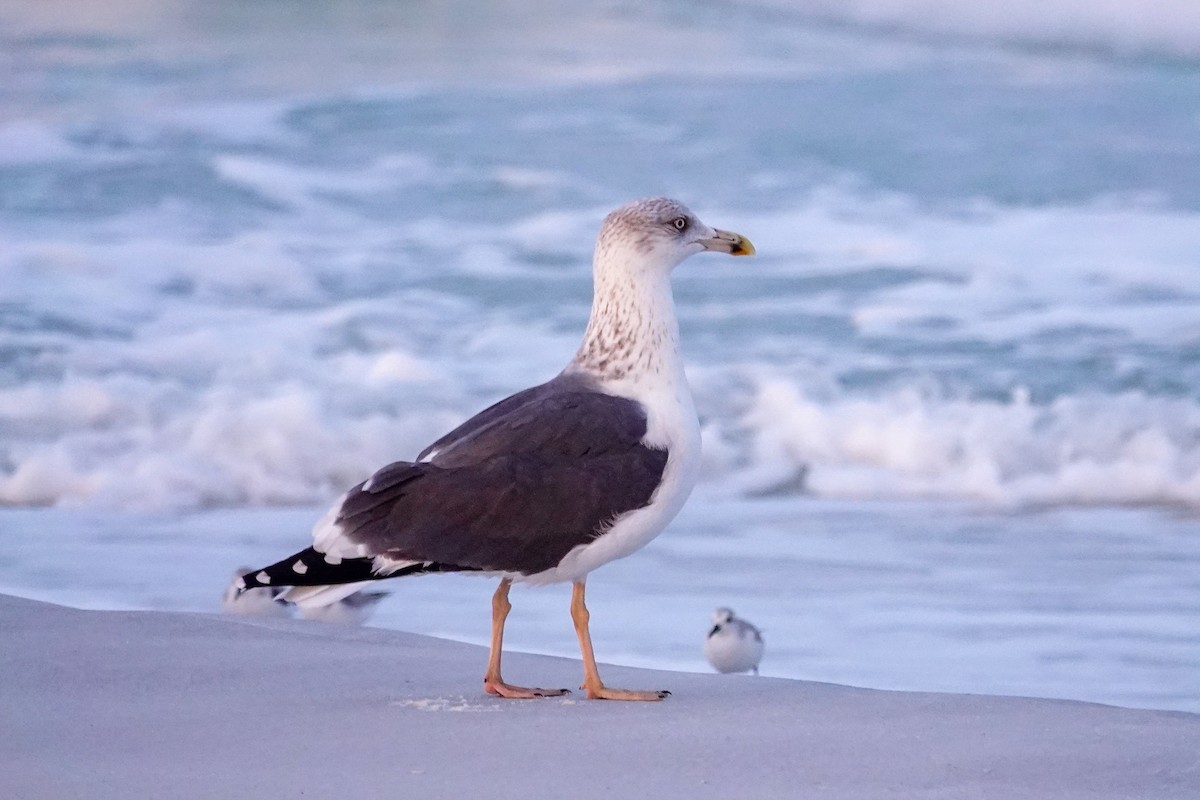Lesser Black-backed Gull - ML646748057