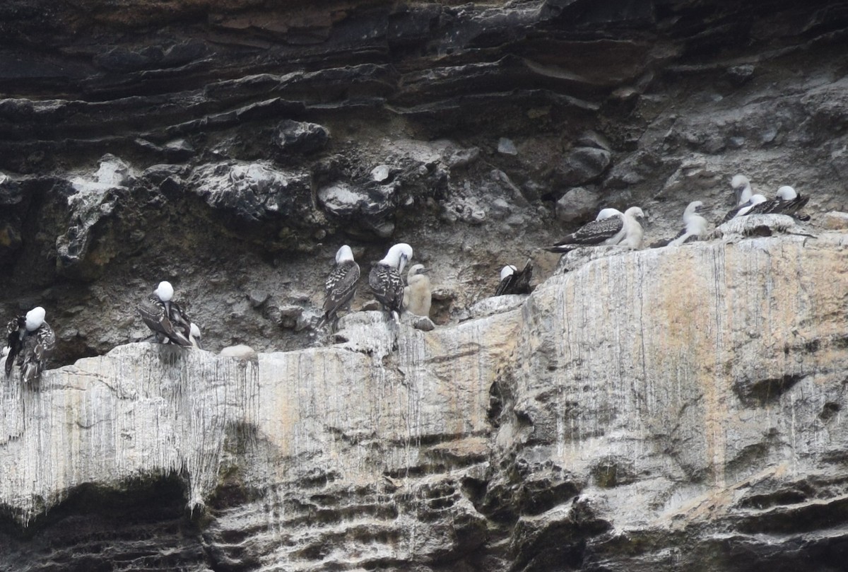 Peruvian Booby - ML646748058