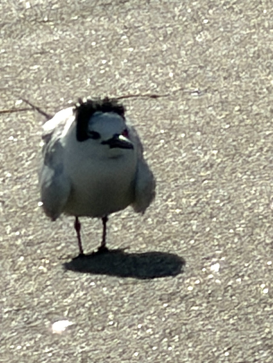 Brandseeschwalbe - ML646748060