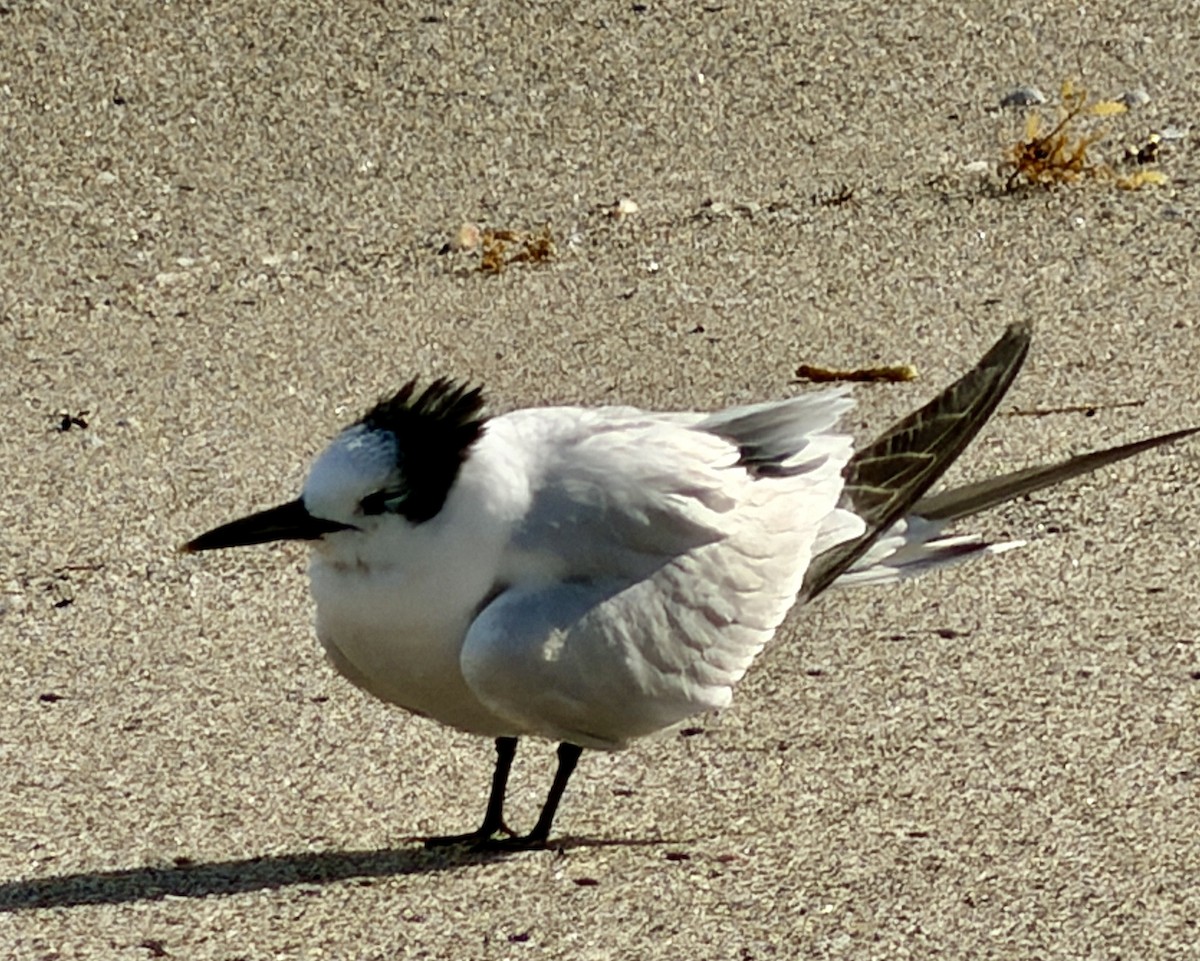 Brandseeschwalbe - ML646748061