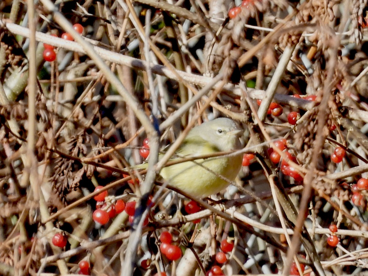 oransjekroneparula - ML646748062