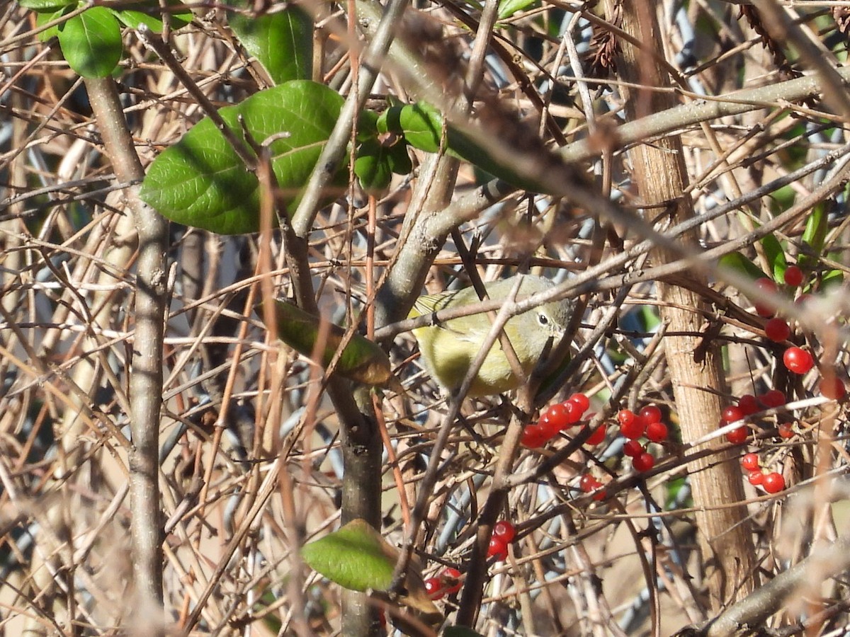 oransjekroneparula - ML646748063