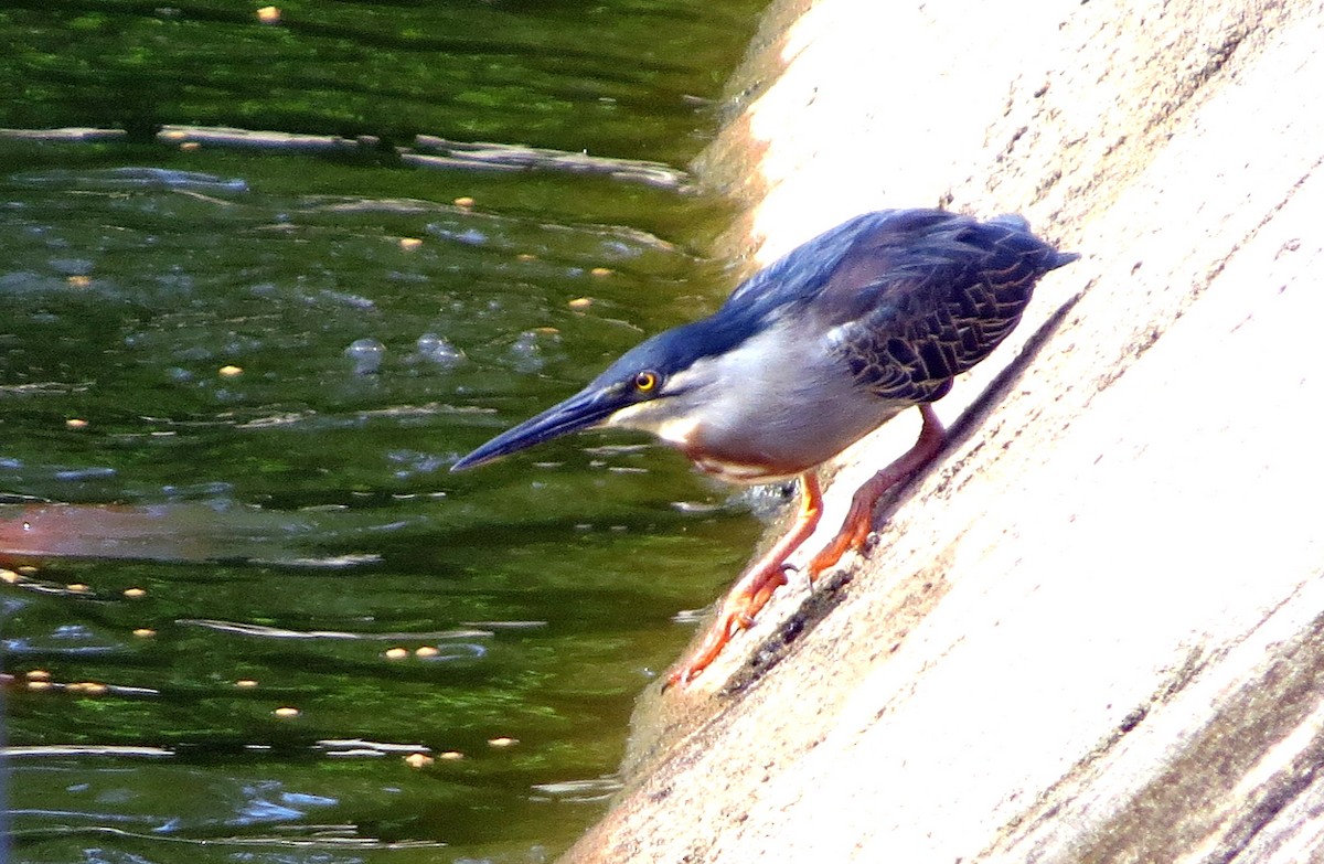 אנפית דרום אמריקנית - ML646748065