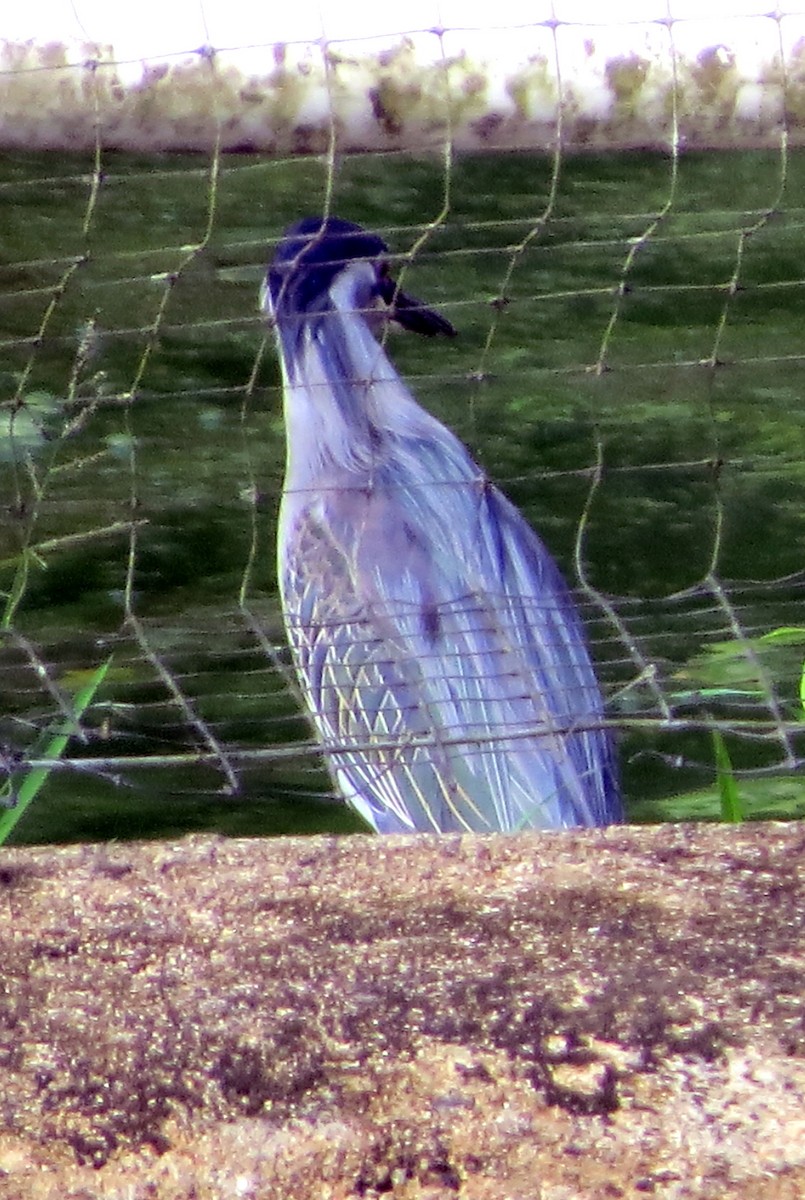 אנפית דרום אמריקנית - ML646748066