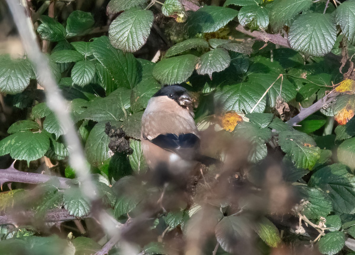 Gimpel - ML646748068