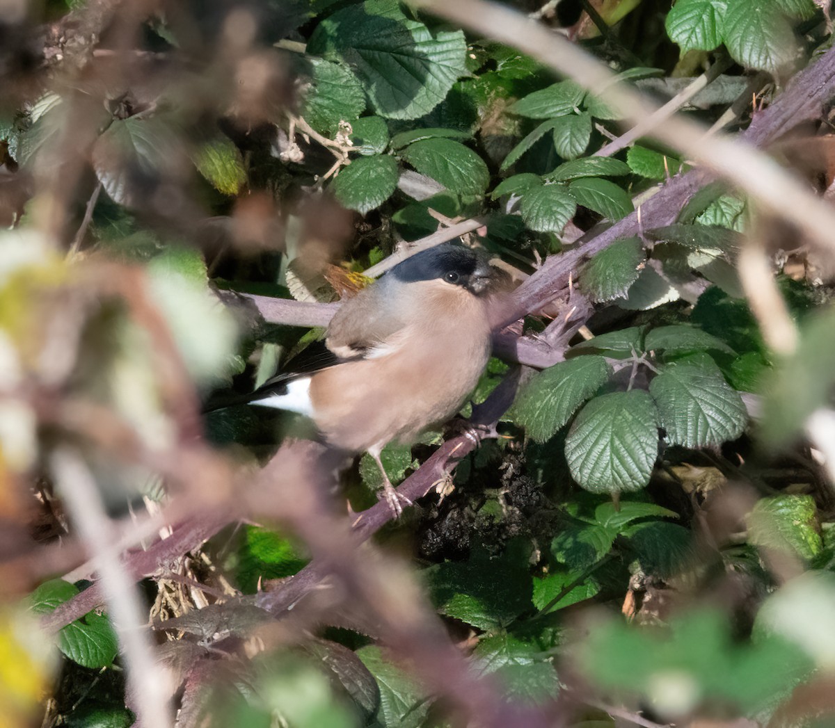 Gimpel - ML646748069