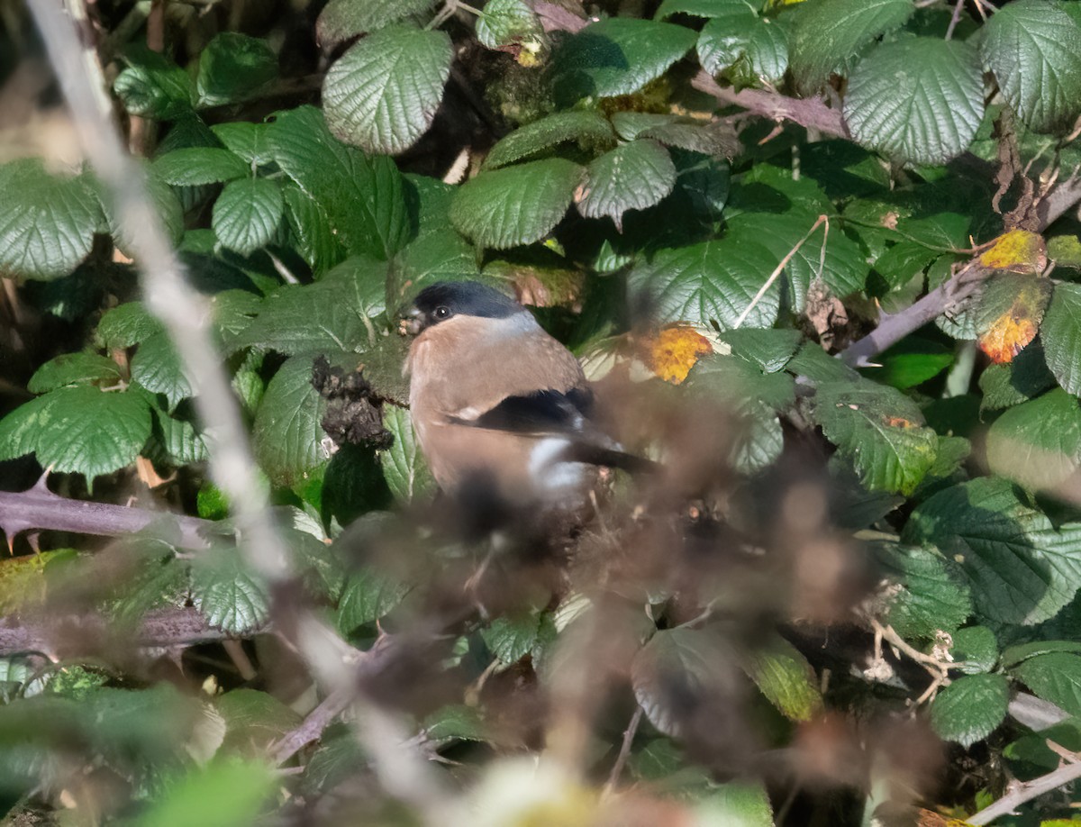 Gimpel - ML646748070