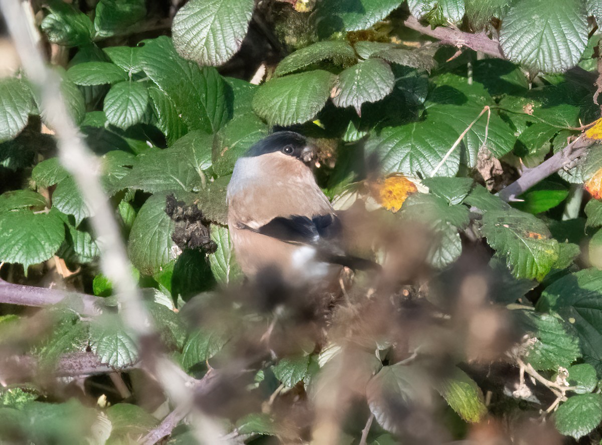 Gimpel - ML646748071