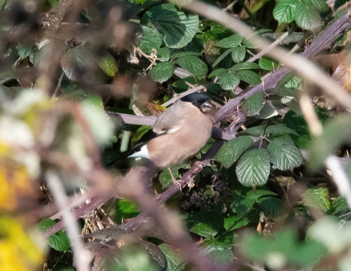 Gimpel - ML646748073