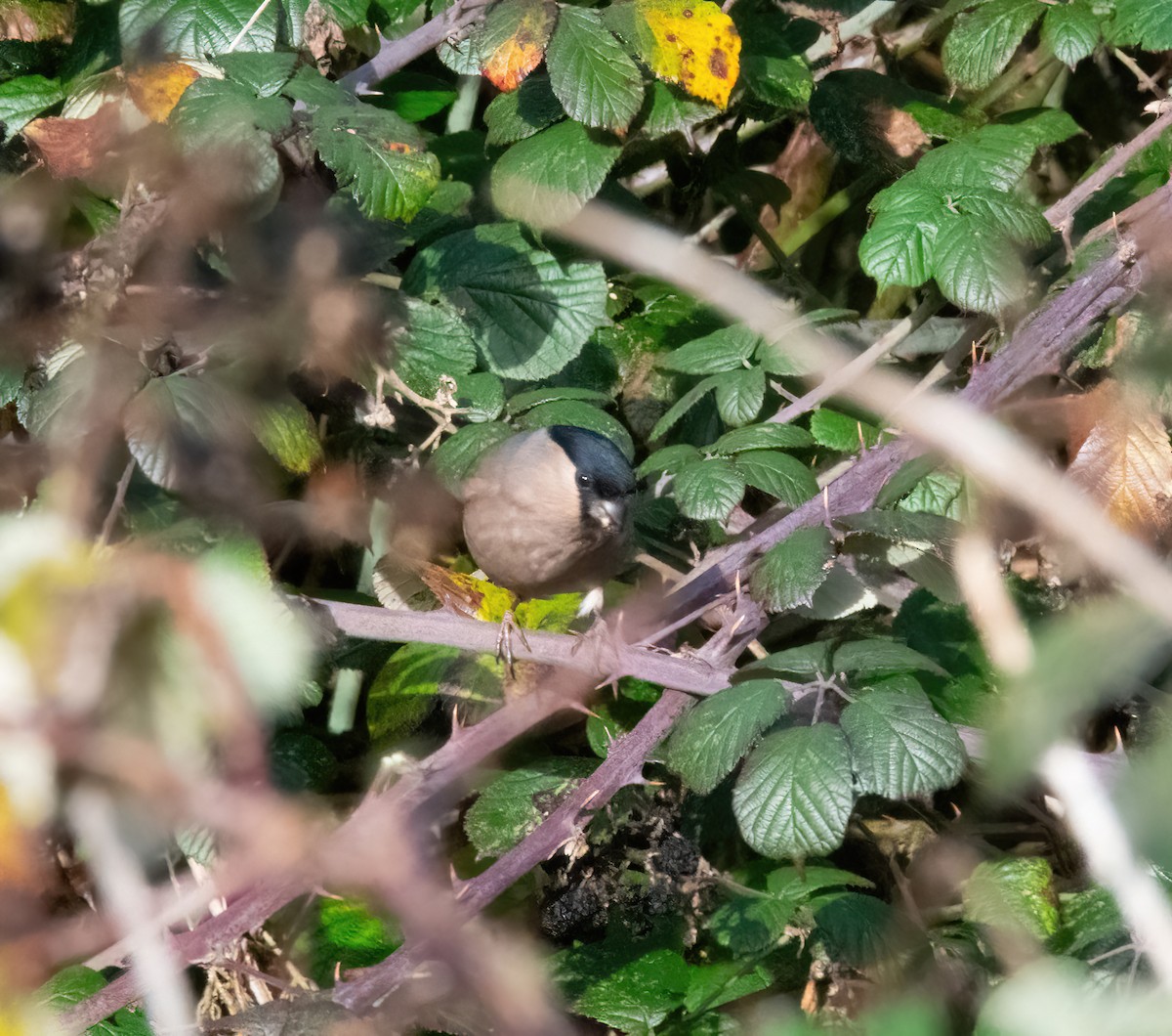 Gimpel - ML646748074