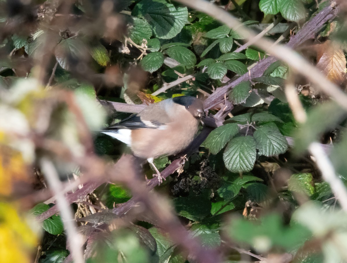 Gimpel - ML646748075