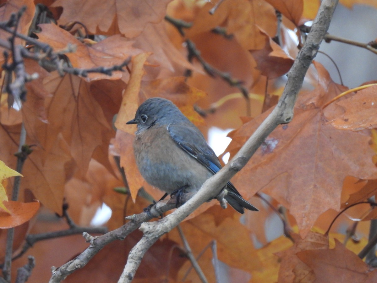 Western Bluebird - ML646748076