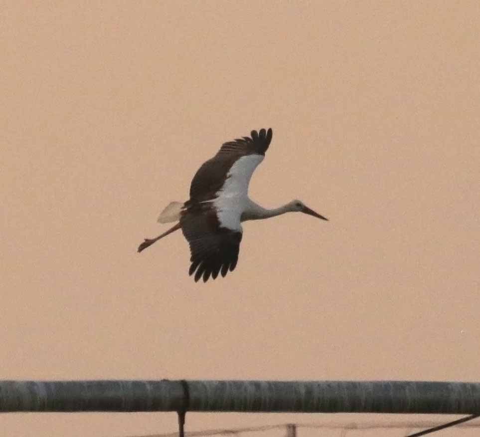 Белый аист - ML646748077