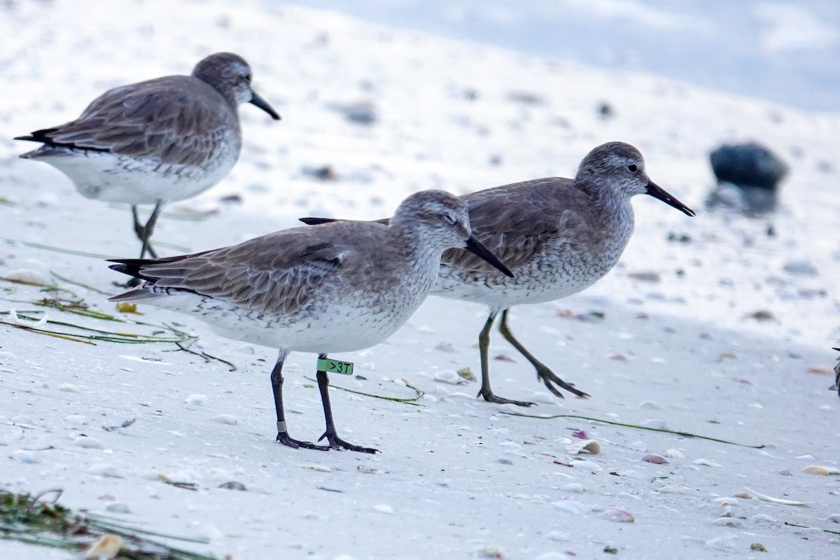 Red Knot - ML646748084