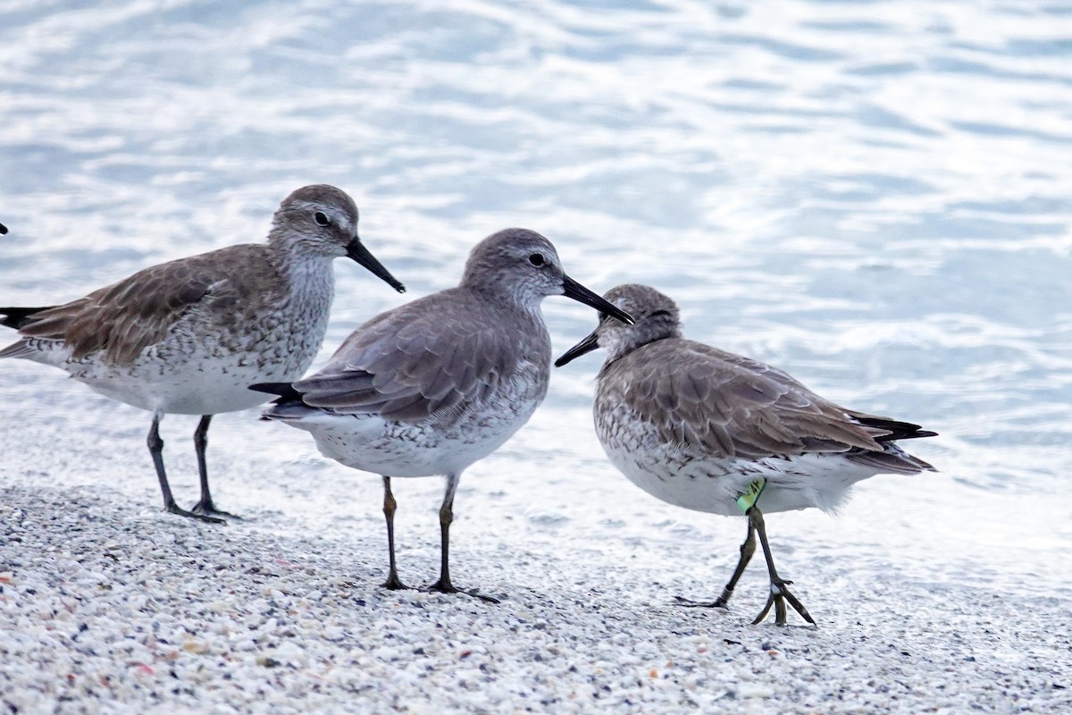 Red Knot - ML646748085