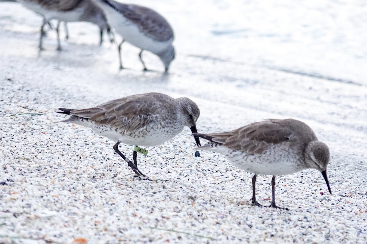 Red Knot - ML646748086