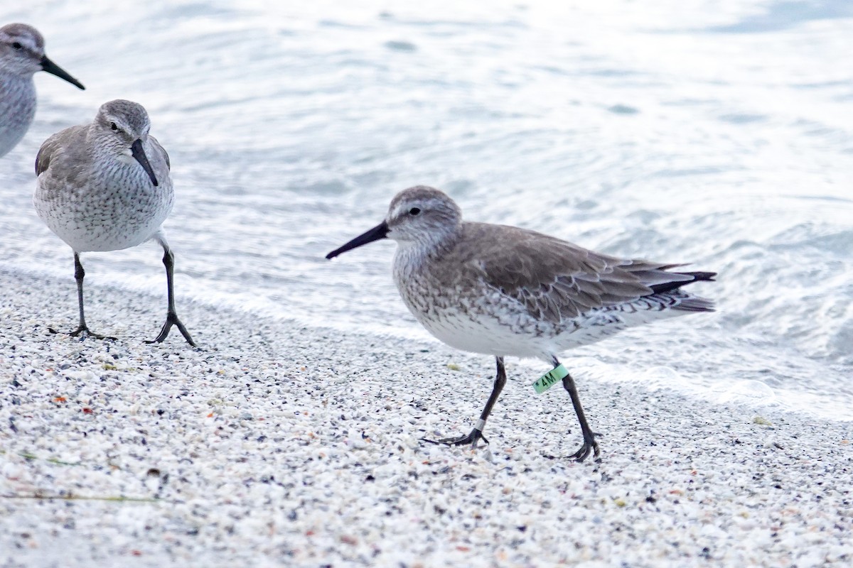 Red Knot - ML646748087
