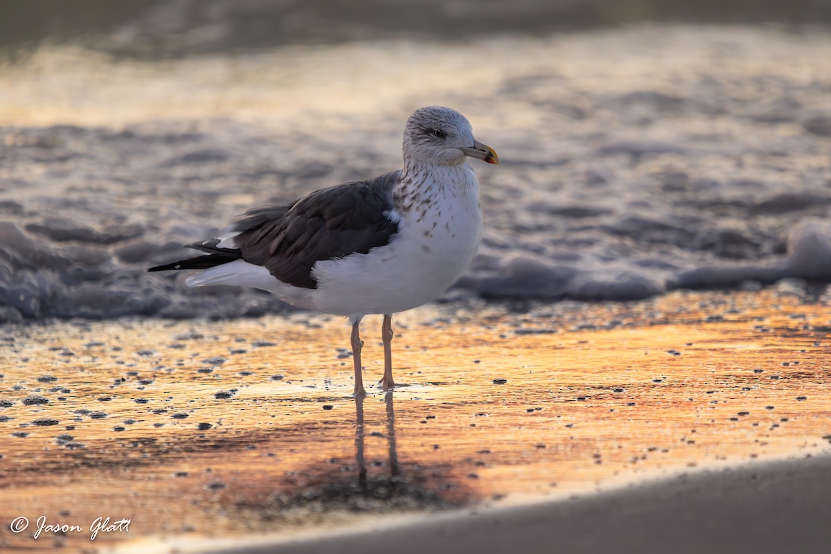 Клуша - ML646748090