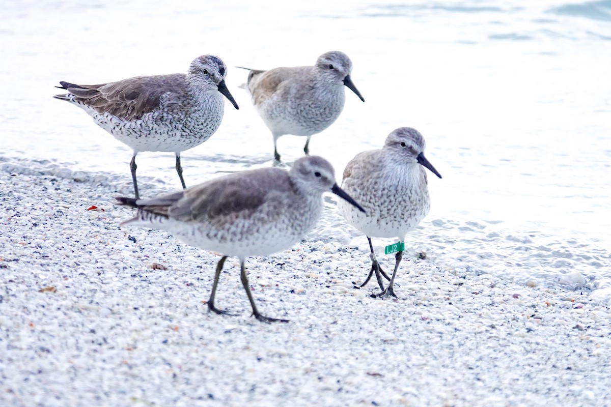 Red Knot - ML646748094